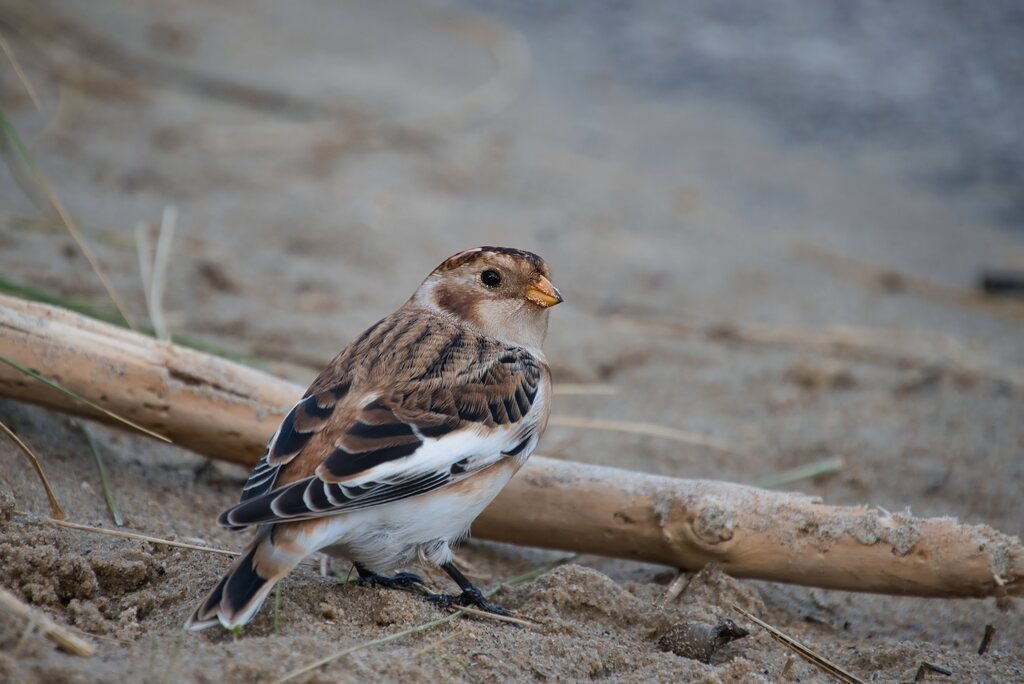 DSC_9897_upscale | Unvergessliche Erinnerungen in Bildern festgehalten! Ob Hochzeit, Shooting oder Landschaft  - Ich bin dein Fotograf in Erfurt und Umgebung! Photo-Rauch | Sandro Rauch - Realisiert mit Pictrs.com