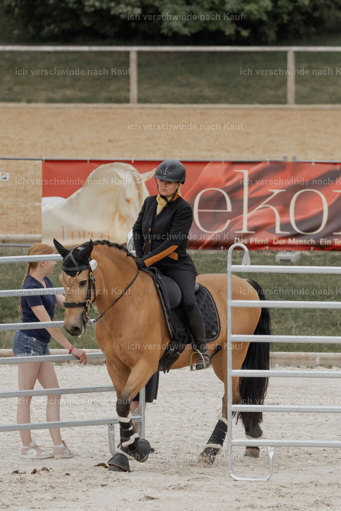 WE__Stoib_Rinder_PI2025_3022 | Pferd International München 2025