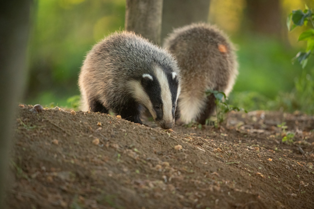 DSC_9113-Bearbeitet | Ich bin Fotograf aus Neuburg an der Donau und spezialisiere mich auf Wildlife-Fotografie, Landschaftsaufnahmen und Portraits.Ob Hochzeit, Familienbilder oder Naturaufnahmen – ich fange echte Momente ein, die bleiben. 