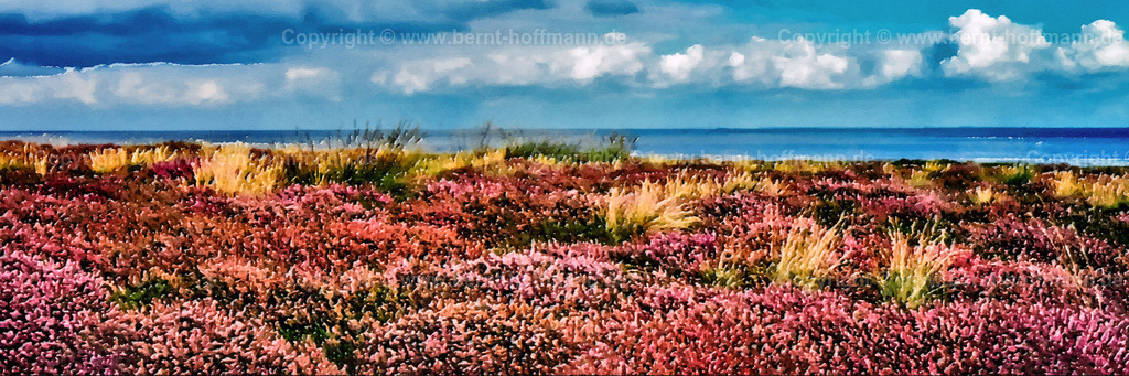 PDM2_Sylter-Heide-1958_300x100 | DIGITALKUNST. Blühendes Heidekraut in Braderup auf der Insel Sylt - Blick nach Osten auf das Wattenmeer. __ Format = Panorama = 300 x 100 cm. - Realisiert mit Pictrs.com