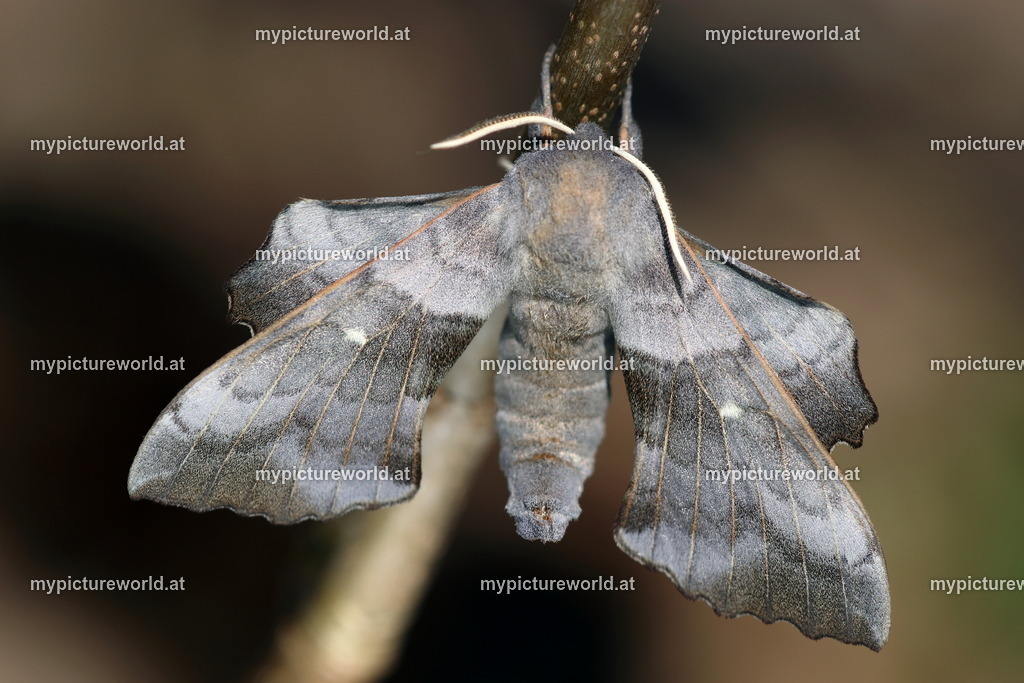 Laothoe populi-010 | Das Bilderarchiv über Tiere, Planzen und Landschaften. In der Bilddatenbank finden Sie ein große Auswahl an hochwertigen Bilder für Ihre Werbung - Realisiert mit Pictrs.com