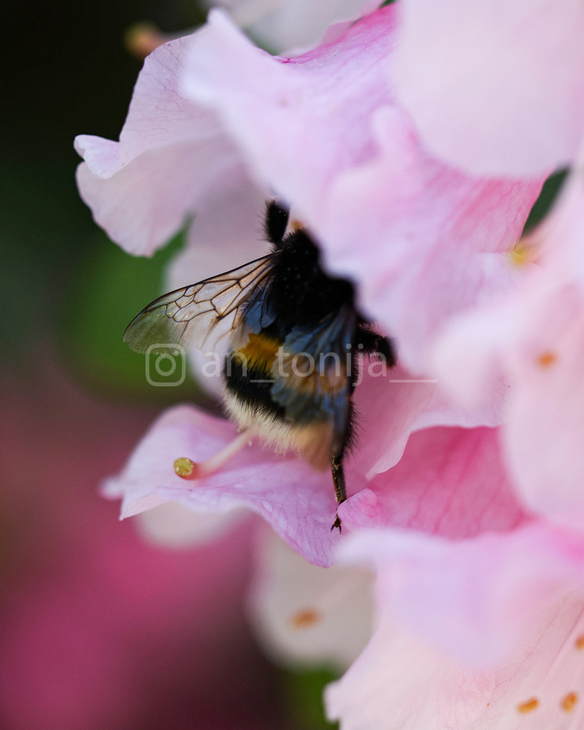 JB3A9460 | antonija-trupina - Realisiert mit Pictrs.com