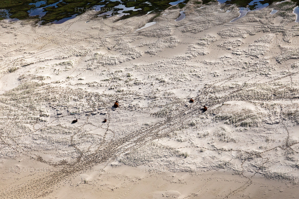 Aerial view: Cattle in the dunes on the sandy beach in Fanø in the state South Denmark, Denmark.Photo: IMG_118574.jpg taken on 09/21/2019 by Werner Riehm/FLY-FOTO.comResolution of the original: 5472 x 3648 px