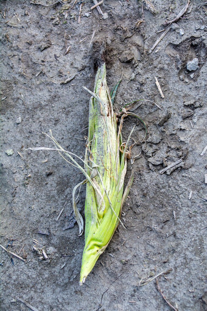 Maisfeld_20190820-163155-k | Fatzi Bilder-Archiv! 
Die Bilder sind für private Nutzung lizenzfrei. Die kommerzielle Nutzung ist möglich und erwünscht, jedoch bitte ich um vorherige Kontaktaufnahme per E-Mail (info@fatzi.at) oder unter +43 650 7828269 - Realisiert mit Pictrs.com