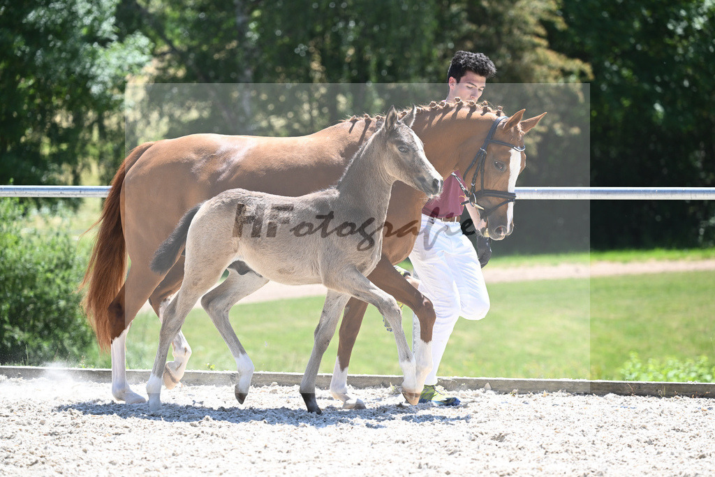 Kat-Nr. 22 HF Gold Garant_Koller_16230603 | hf-fotografie - Realisiert mit Pictrs.com
