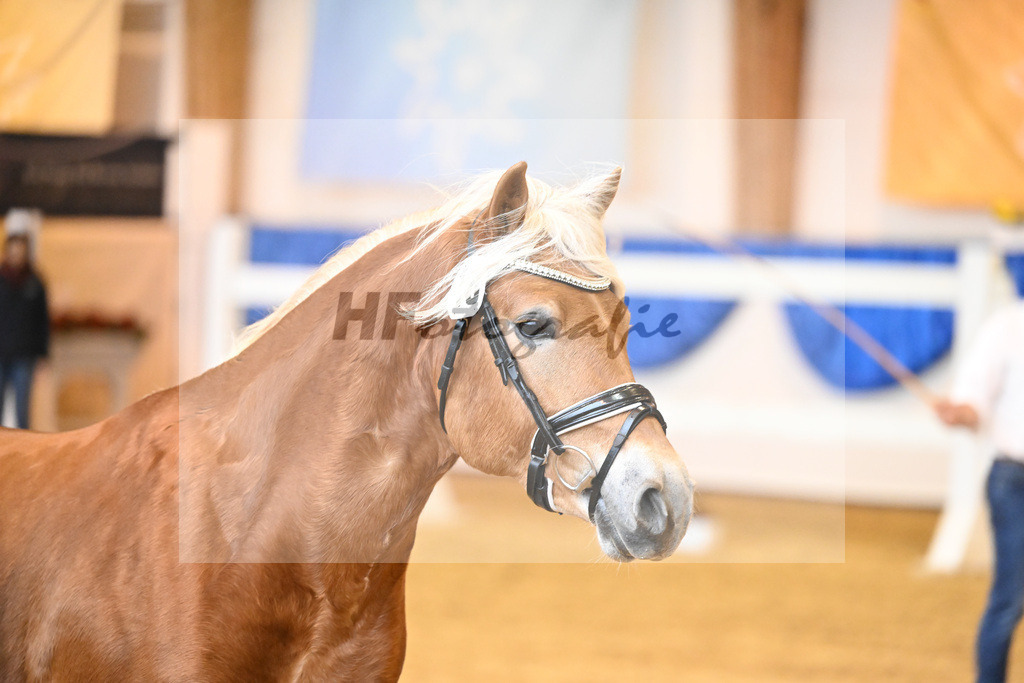 Kat-Nr. 18 Alois v. Amari_Reisberger_60220285 | hf-fotografie - Realisiert mit Pictrs.com