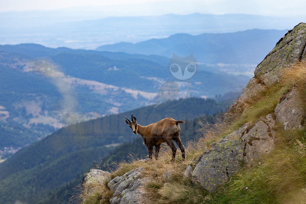 _5NF2415_20250706 | Eine Gämse (Rupicapra rupicapra) steht auf einem felsigen, grasbewachsenen Berghang und blickt direkt in die Kamera. Im Hintergrund erstrecken sich mehrere Reihen blauer, nebliger Berge unter einem hellen Himmel. Die Gämse hat ein braunes Fell und die charakteristischen kurzen, nach hinten gebogenen Hörner. Die Szene vermittelt eine ruhige, aber aufmerksame Präsenz des Tieres in seiner natürlichen Umgebung. - Realisiert mit Pictrs.com