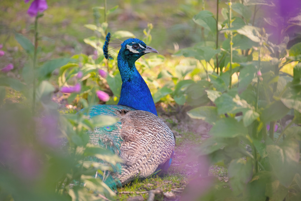 Wandbild: Majestätischer Pfau im Blumengarten | Dieses Bild zeigt einen prächtigen Pfau, der sich anmutig im Schatten eines farbenfrohen Blumengartens niedergelassen hat. Der leuchtend blaue Hals und Kopf des Vogels heben sich markant von seinem schillernden Federkleid ab, das von metallischen Blau- und Grüntönen bis hin zu erdigen Braun- und Grautönen reicht. Umgeben von zarten Blüten und üppigem Grün, verleiht die Szene dem Bild eine friedliche und natürliche Atmosphäre. Die sanft unscharfen Blumen im Vordergrund und Hintergrund sorgen für eine traumhafte, beinahe märchenhafte Stimmung und lassen den Pfau als den unangefochtenen König seines kleinen Paradieses erscheinen.