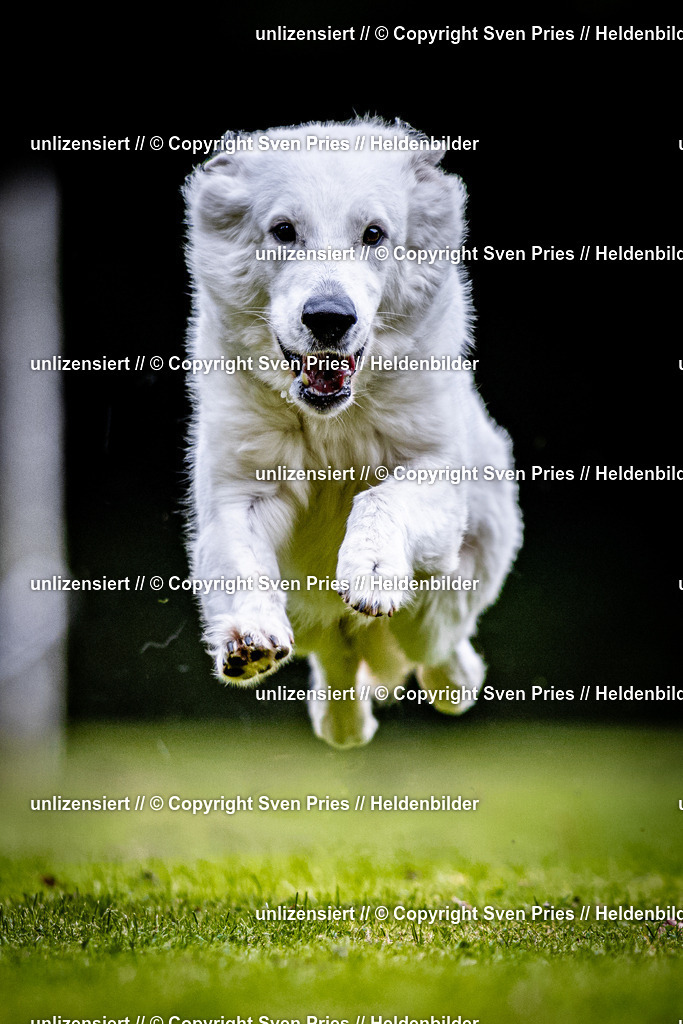Sven Pries | 2025-10-03 - Hunderennen Obergrombach - Realisiert mit Pictrs.com