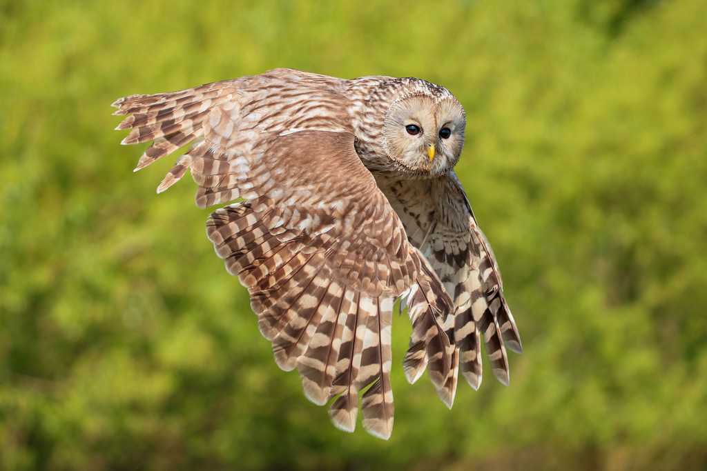 Wandbild - Eleganz im Flug: Der majestätische Habichtskauz | Dieses beeindruckende Wandbild zeigt einen Habichtskauz im Flug, seine majestätischen Flügel weit ausgebreitet gegen einen sanft verschwommenen grünen Hintergrund. Die detaillierten Muster des Gefieders und die konzentrierte Miene des Kauzes fangen die Anmut und Präzision dieses faszinierenden Raubvogels perfekt ein. Das Bild strahlt eine dynamische Energie und zugleich eine ruhige Gelassenheit aus, die die Essenz des Habichtskauzes in seinem natürlichen Lebensraum verkörpert. Dieses Bild ist eine Hommage an die Schönheit und Eleganz der Natur.