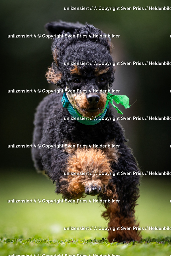 Sven Pries | 19. Allgemeines Hunderennen Karlsruhe Durlach - Realisiert mit Pictrs.com