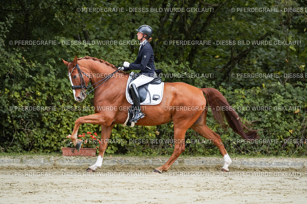 DSC08121 | Pferdegrafie