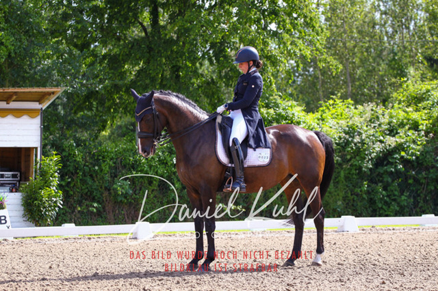DKP41345 | Turnierfotos kaufen im Webshop von Daniel Kuhl Photography – entdecke professionelle Reitsportfotos aus Turnieren & Events. Hochwertige Turnierbilder online bestellen & sichern. Jetzt Fotos von Reitsportturnieren kaufen!