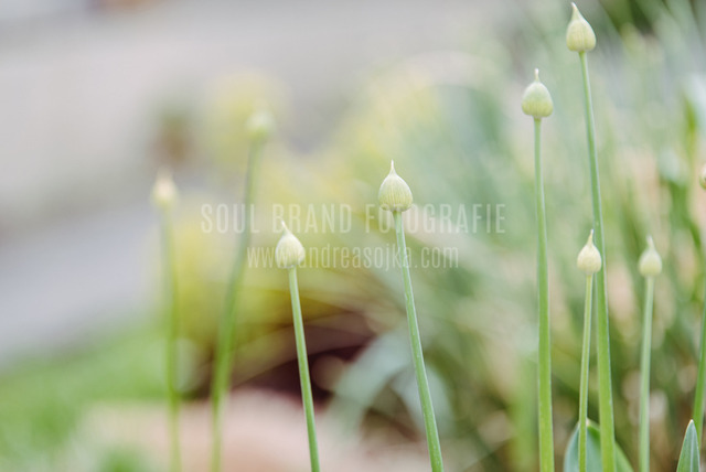 wiese 6000x4000 (2) Kopie | andreasojkafotografie - Realisiert mit Pictrs.com