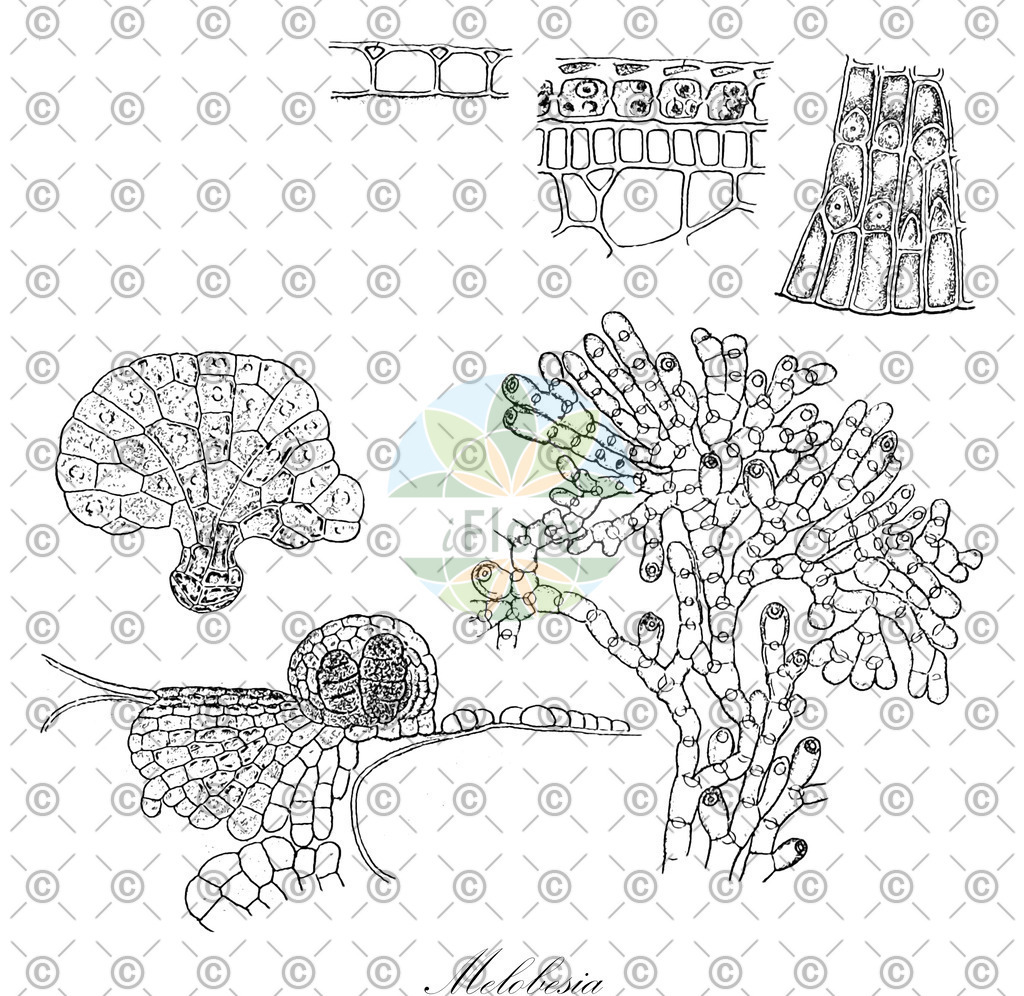 HistAbb_wfo-0000879616_1_ENZY_Simple | Historische Abbildung von Melobesia - Hapalidiaceae (0) | Historical Illustration of Melobesia - Hapalidiaceae (0)