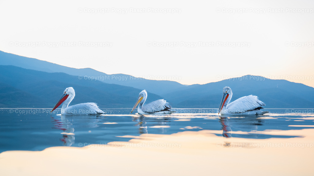 Pelikane (45) | PeggyRaschPhotography - Realisiert mit Pictrs.com