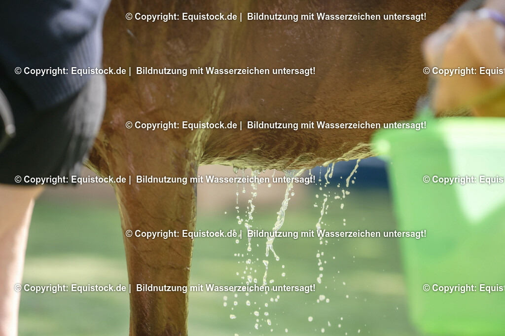 20230527_27_CCI4_Gelände_0191 | equistock