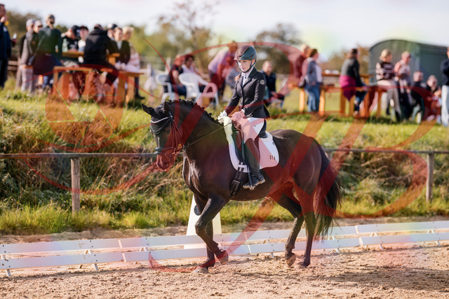 2026_10_03_Siefer-Hof_121334_Z81_13863527 | Professionelle Reitsport-, Turnier- und Eventfotografie von Robert Broda. Galerien mit ausgewählten und bearbeiteten Bildern direkt online ansehen und bestellen.