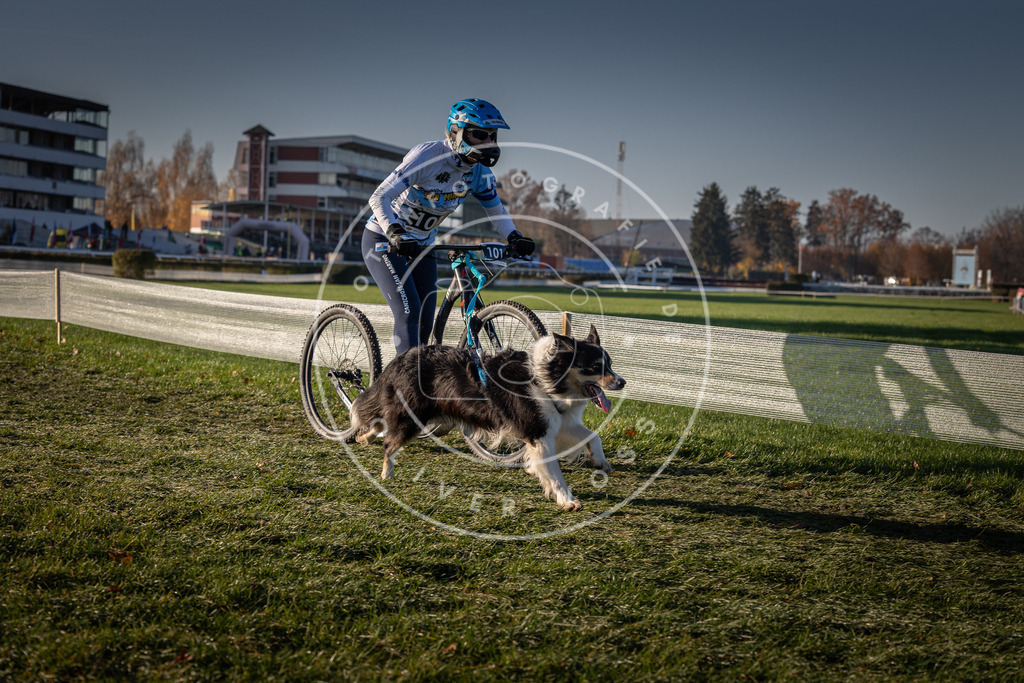 CaniXpix_0L8A4050 | Hundefotografie, Tierfotograf, Pfotenfotografie, Fotoshooting Hund, Hunde Portrait, Hundesport, Hundeportraits, Heideshooting, Hunde, Sportfotograf, Hundefotograf, Turnierhundsport, THS,  - Realisiert mit Pictrs.com