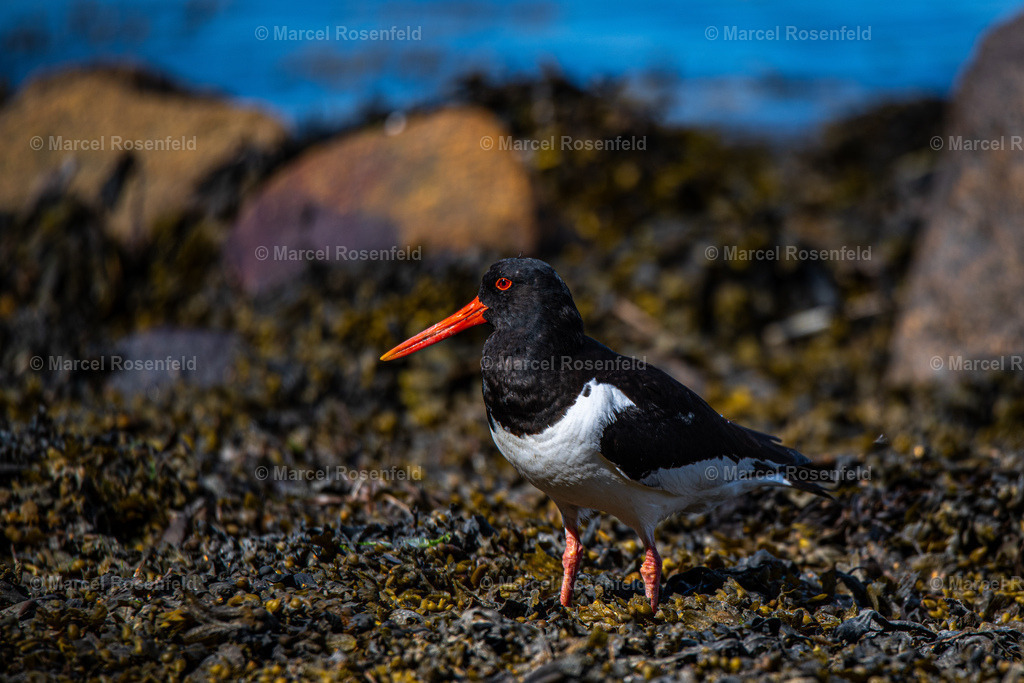 _DSC6397 | foto-rosenfeld