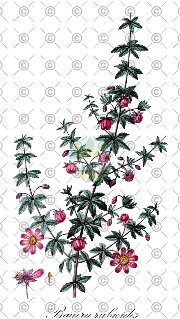 HistAbb_wfo-0000213330_1_ENZY_Simple | Historische Abbildung von Bauera rubioides - Cunoniaceae | Historical Illustration of Bauera rubioides - Cunoniaceae