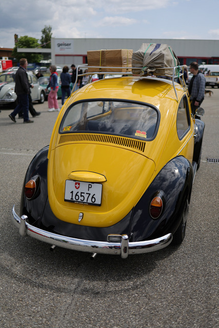Calag_Oldtimer2025-09 | Ich fotografiere Hundeausstellungen, Sportanlässe, Zuchtstätten, Hundezucht, Hundeportrait, Lagotto - Realisiert mit Pictrs.com