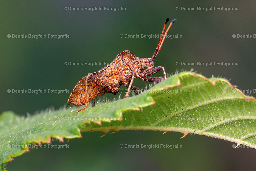 Käfer 3 | Entdecken Sie Natur, Makro und Tierfotografie von Dennis Bergfeld.Besondere Momente und Details der Natur, hochwertig als Foto und Wandbild erhältlich. - Realisiert mit Pictrs.com