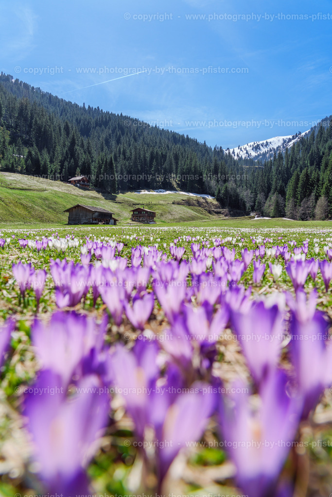 Märzengrund Stumm Krokusse Krokusblüte copyright  Thomas Pfister-11 | PHOTOGRAPHY BY THOMAS PFISTER