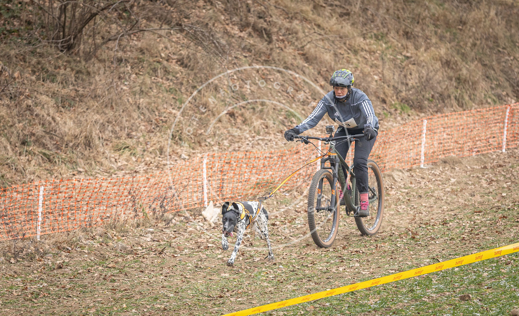 Pfotenfotografie_DV3A6762 | Hundefotografie, Tierfotograf, Pfotenfotografie, Fotoshooting Hund, Hunde Portrait, Hundesport, Hundeportraits, Heideshooting, Hunde, Sportfotograf, Hundefotograf, Turnierhundsport, THS,  - Realisiert mit Pictrs.com