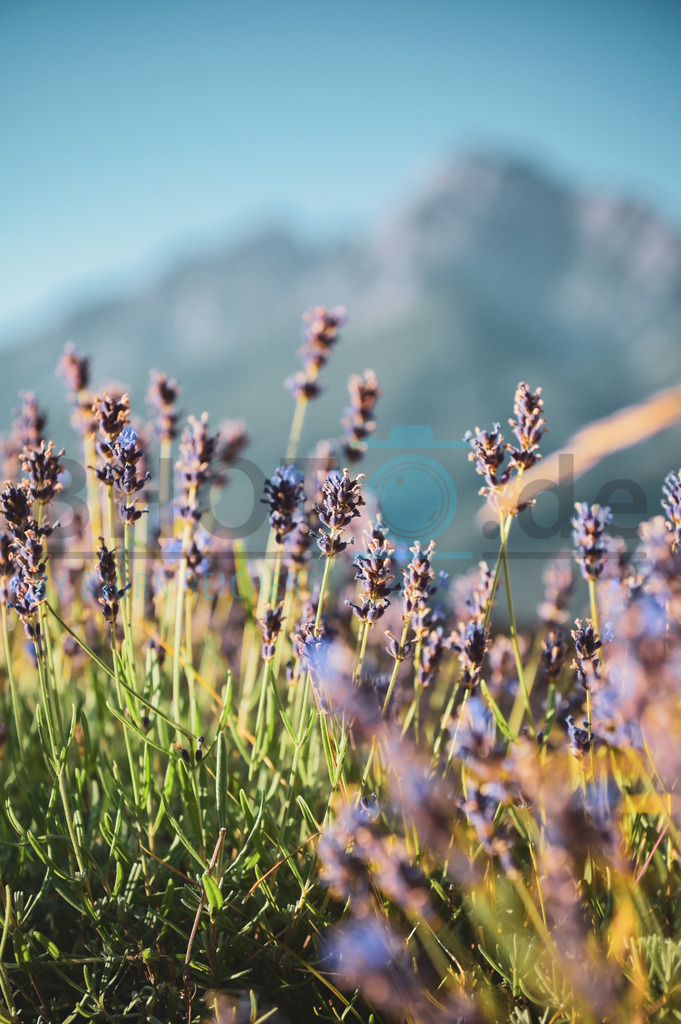 Lavender | Landschaft
© Björn Reichert/Bhoto.de