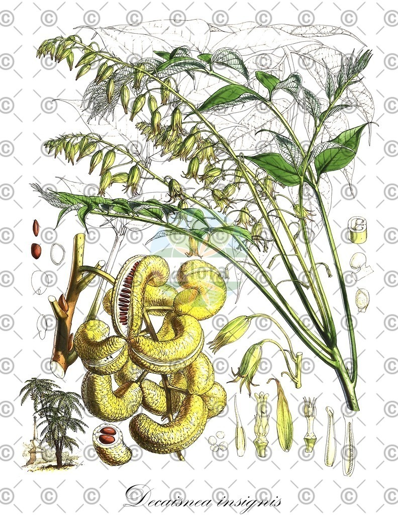 HistAbb_wfo-0001343637_1_ENZY_Simple | Historische Abbildung von Decaisnea insignis - Lardizabalaceae (Blauschotenbaum) | Historical Illustration of Decaisnea insignis - Lardizabalaceae