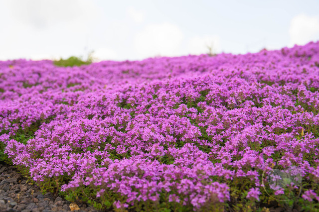 _DSC1418 | Shop für Prints Landschaftsfotografie Sächsische Schweiz Naturfotografie in Thüringen Fotos vom Findlingspark Nochten Kloster Sankt Marienstern Bilder Festung Königstein PanoramaRhododendronpark Kromlau FotogalerSchleswig-Holstein Küstenlandschaften