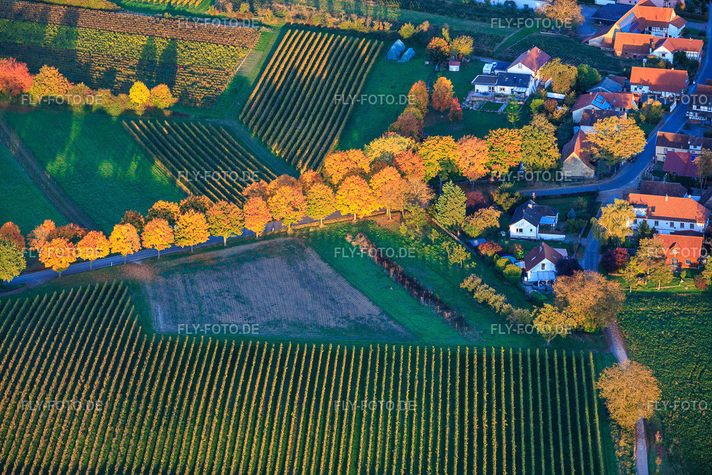 Allee im Herbstlaub | Luftbild: Allee im Herbstlaub in Dierbach im Bundesland Rheinland-Pfalz in Deutschland. Foto: IMG_150398.jpg vom 15.10.2025 durch Werner Riehm/FLY-FOTO.de - Realisiert mit Pictrs.com