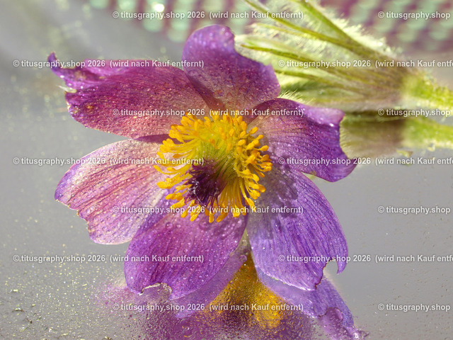 titusgraphy_P5196929-vz-ln | titusgraphy-shop: Geschenkideen mit Qualitätsfotos. titusgraphy-shop: gift ideas with quality photos. titusgraphy-shop: idées cadeaux avec photos de qualité.  - Realisiert mit Pictrs.com