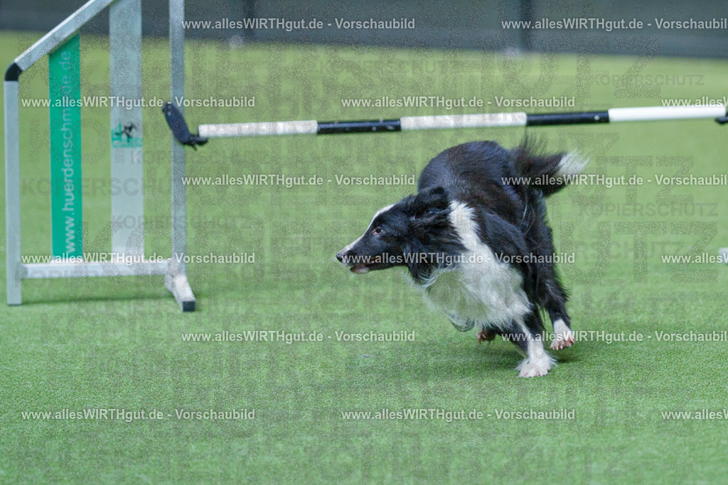 @allesWIRTHgut_Tierfotografie - www.allesWIRTHgut.de - 2604251527-7R505938 | Professionelle Tierfotografie in Mönchengladbach von Daniel Wirth (allesWIRTHgut). Liebevolle & natürliche Bilder von Hunden & Katzen für unvergessliche Erinnerungen.