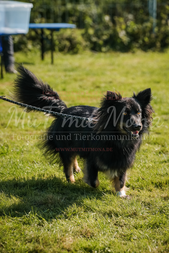 20250928_Hunderennen-743 | MuT (Mensch und Tier) mit Mona - Fotografie und Tierkommunikation - Realisiert mit Pictrs.com
