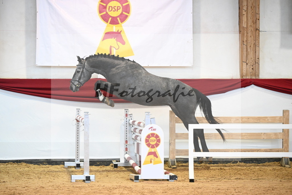 Kat-Nr. 19 Corallino x Cosinus B_Bauch_47241358 | hf-fotografie - Realizzato con Pictrs.com