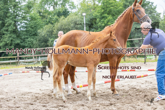 Hexenberg-155 | mandyhollmannphotographie