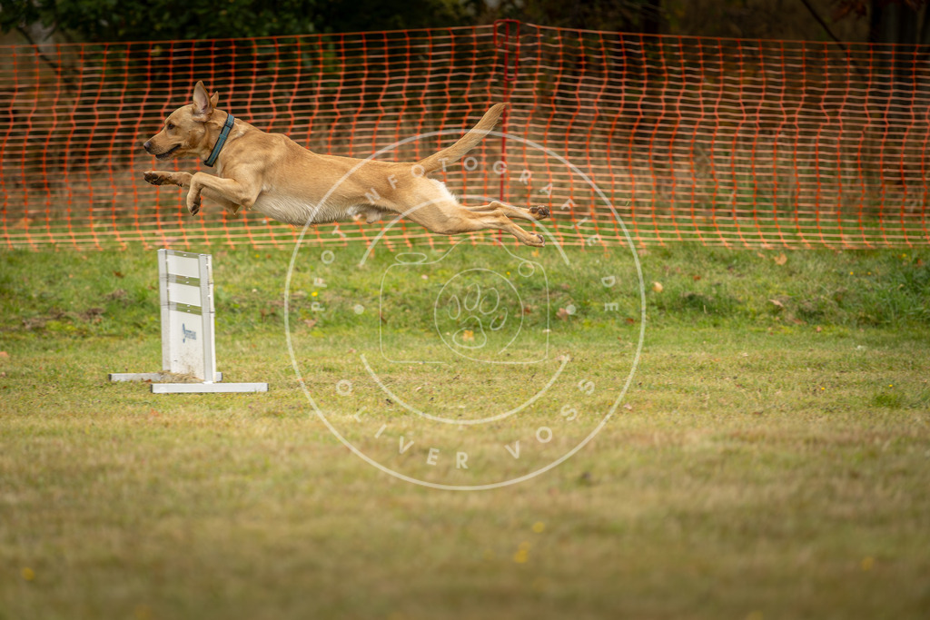 Pfotenfotografie_DV3A4458 | Hundefotografie, Tierfotograf, Pfotenfotografie, Fotoshooting Hund, Hunde Portrait, Hundesport, Hundeportraits, Heideshooting, Hunde, Sportfotograf, Hundefotograf, Turnierhundsport, THS,  - Realisiert mit Pictrs.com