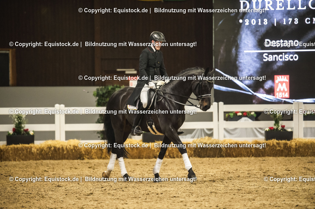 20240302_Hengstvorstellung_Marbach_TOMsPiC_1462-2 | equistock