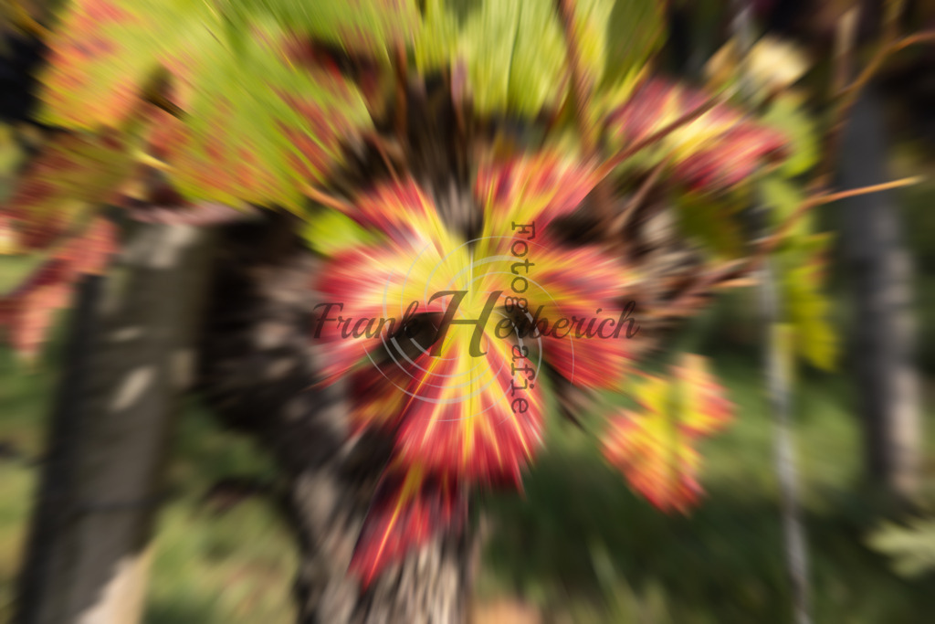 beal | Frank Herberich Fotografie, Frank Herberich, Fotografie, Hochzeit, Portrait, St. Peter Ording, Ording, Westerhever, Nordsee, Frank Fotografie, Hardheim,  Odenwald,Walldürn, Band,Eventfotografie - Realisiert mit Pictrs.com