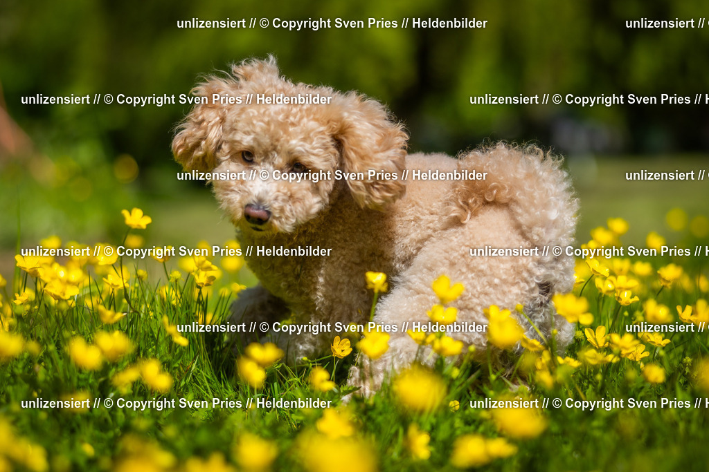 Hunderennen_April_2026_20 | 2026-04-26 - Hunderennen Baden-Oos April 2026 - Realisiert mit Pictrs.com