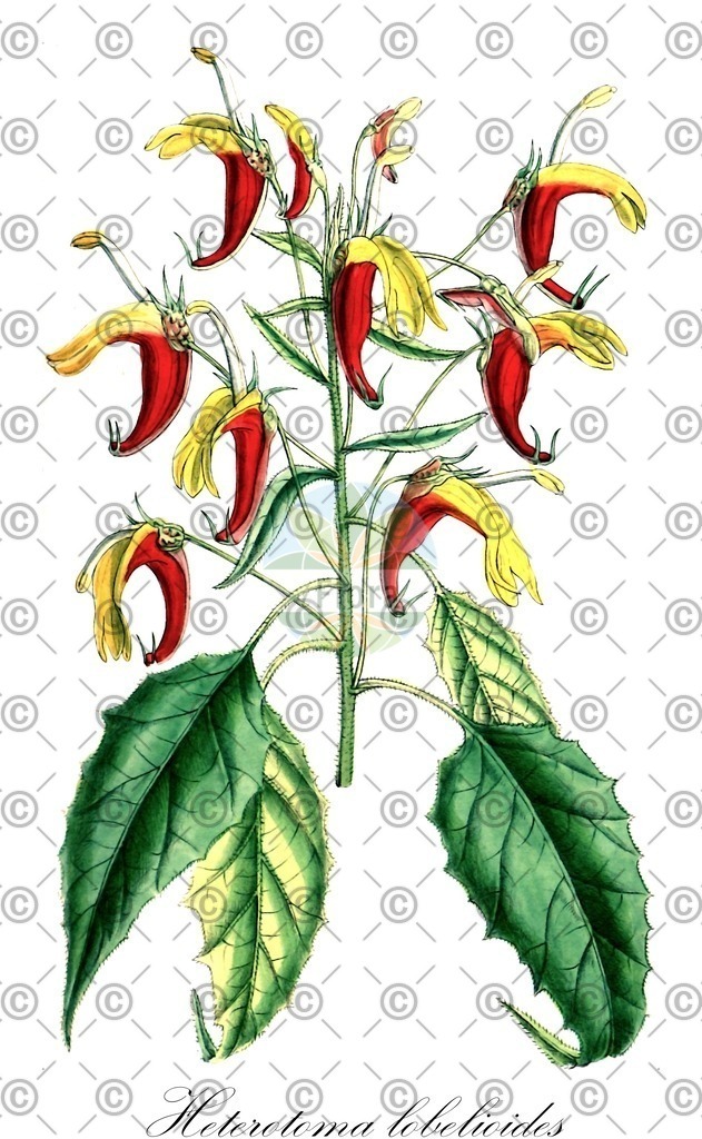 HistAbb_wfo-0000982080_1_ENZY_Simple | Historische Abbildung von Heterotoma lobelioides - Campanulaceae | Historical Illustration of Heterotoma lobelioides - Campanulaceae