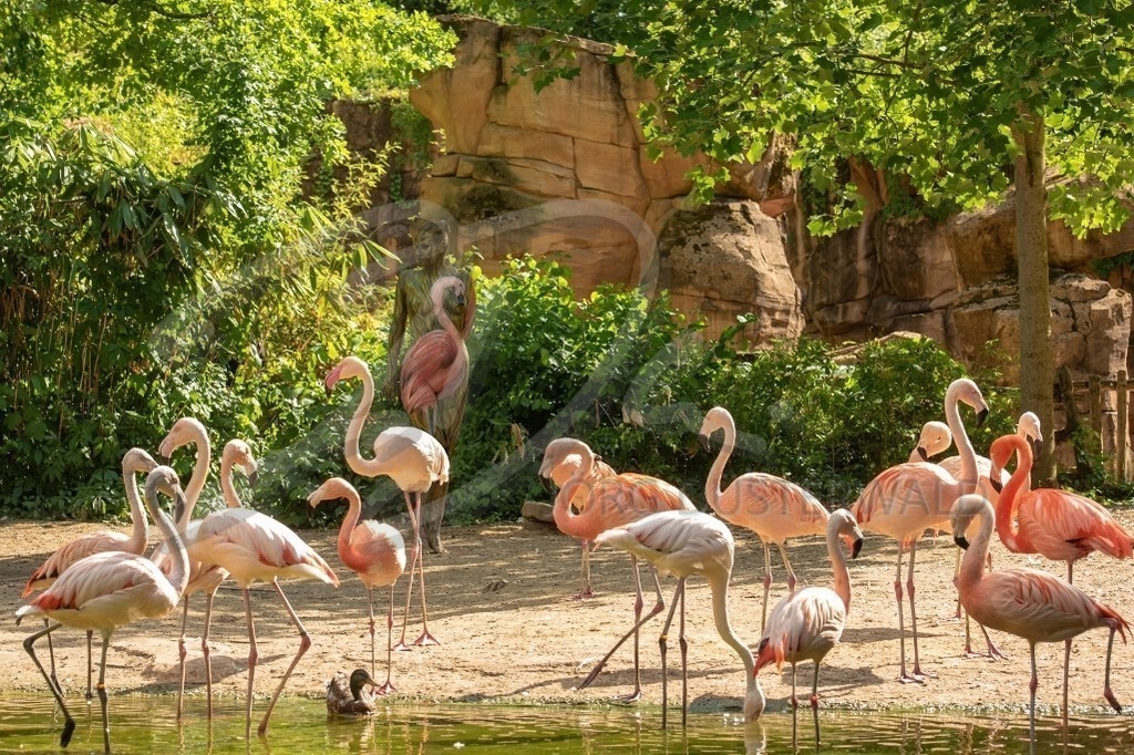 AnimalArt-FLAMINGO_1846a | #002 | Modell: Katey | Foto: Ralf Oltmanns - Realisiert mit Pictrs.com