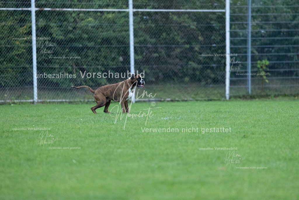 _16A4504 | Einzigartige Fotos von Hunden & Menschen –Actionfotos, Portraits, Vereinsaufnahmen & Paarshootings – authentisch, lebendig & mit Herz.