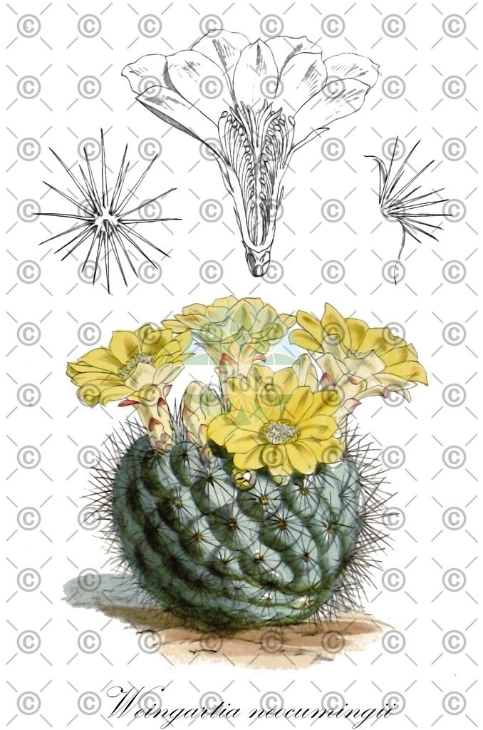 HistAbb_wfo-0000334047_1_ENZY_Simple | Historische Abbildung von Weingartia neocumingii - Cactaceae | Historical Illustration of Weingartia neocumingii - Cactaceae