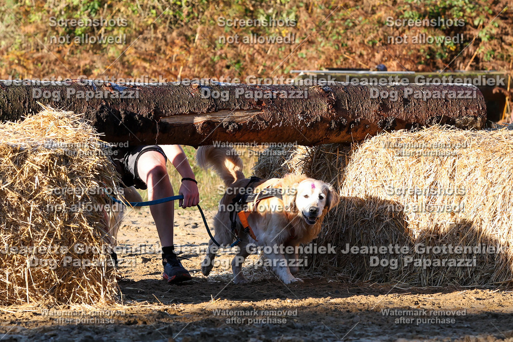 Dog Paparazzi - Strongdog 10-25-878 | Dog Paparazzi Jeanette Grottendiek Fotografie & Videografie