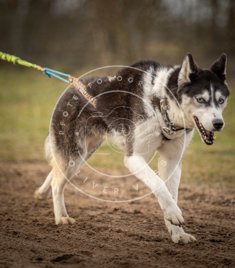 Pfotenfotografie_DV3A1123 | Hundefotografie, Tierfotograf, Pfotenfotografie, Fotoshooting Hund, Hunde Portrait, Hundesport, Hundeportraits, Heideshooting, Hunde, Sportfotograf, Hundefotograf, Turnierhundsport, THS,  - Realisiert mit Pictrs.com