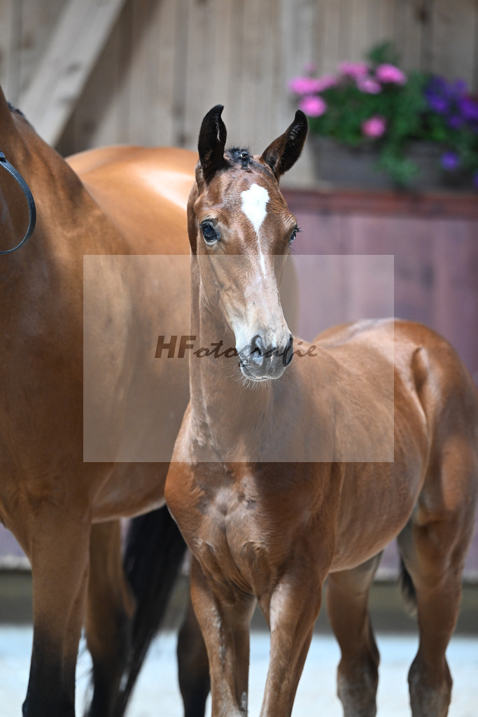 Kat-Nr. 23 SF Va Bene x Imperio_Schindele_32240278 | hf-fotografie - Realisiert mit Pictrs.com