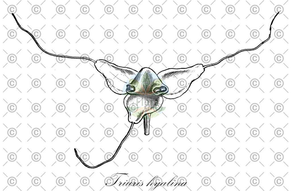 HistAbb_wfo-0000409774_1_ENZY_Simple | Historische Abbildung von Triuris hyalina - Triuridaceae | Historical Illustration of Triuris hyalina - Triuridaceae